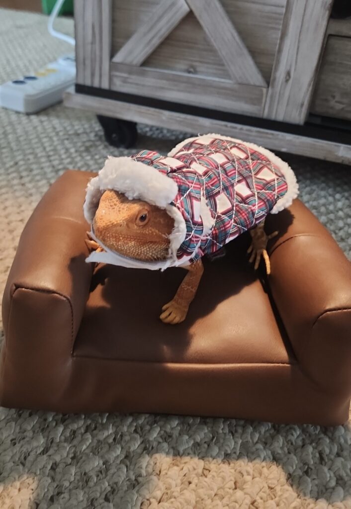 A bearded dragon from The Pets of VI, sporting a cozy plaid jacket with a white fluffy hood, sits on a small brown faux-leather couch atop a woven carpet.