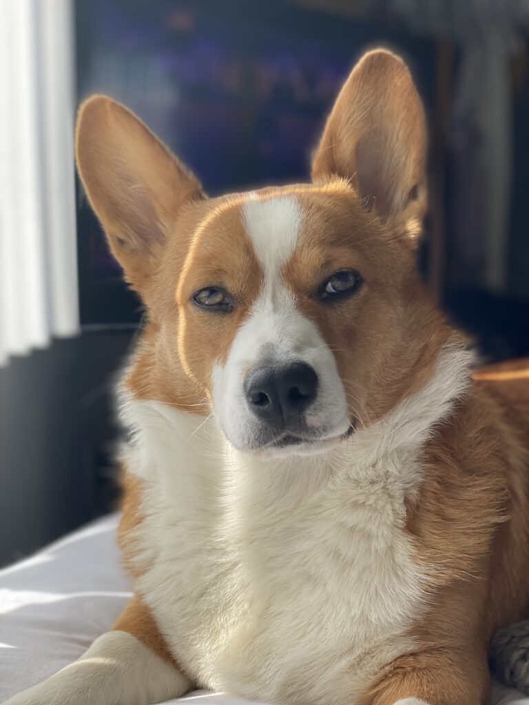 A brown and white dog with upright ears lies on a bed, looking directly at the camera in soft natural light—a charming member of The Pets of VI.