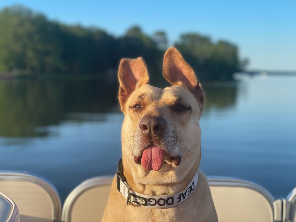 A tan dog with a “DEAF DOG” collar sits on a boat, tongue hanging out and ears perked up, as one of The Pets of VI, enjoying a calm lake and trees in the background under a clear blue sky.