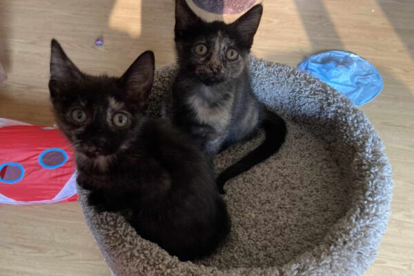 Two adopted kittens from Heart of MN Animal Shelter