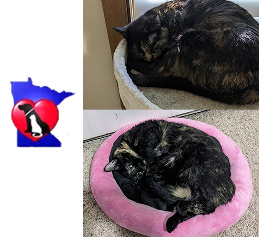Justins cats Heart of MN Animal Shelter