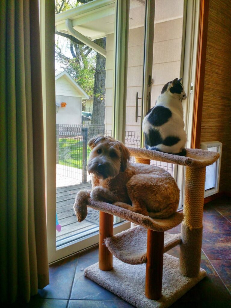 A brown dog from The Pets of VI lies on a cat tree by a glass door, looking inside. A black-and-white cat sits above, facing outside. Sunlight streams in, and there's a view of a yard and house outside.