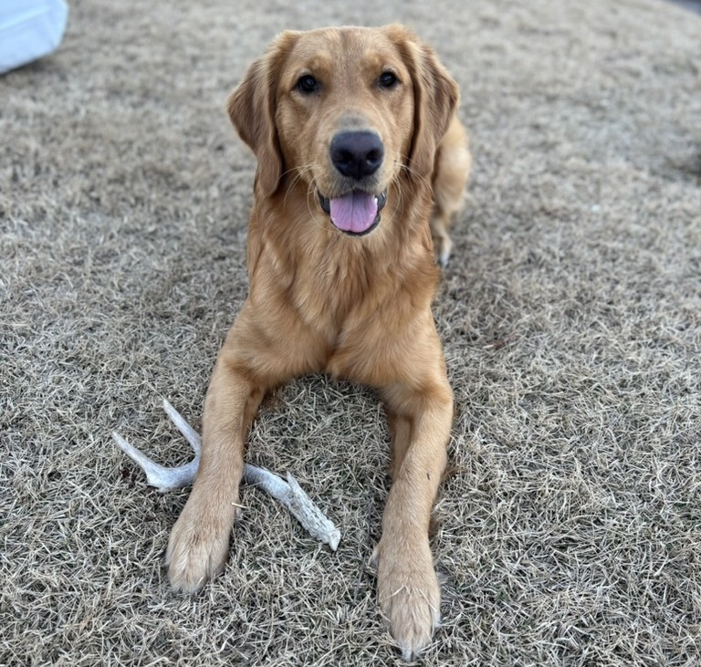 A golden retriever from The Pets of VI lies on dry grass with a stick and an antler between its front paws, looking at the camera with its mouth open and tongue out.