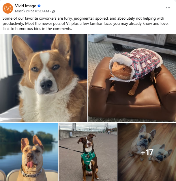 A Facebook post features photos of various pets, including dogs and a cat dressed in a hoodie, with a caption describing them as beloved, unproductive coworkers. The collage hints at more pet photos in the post.