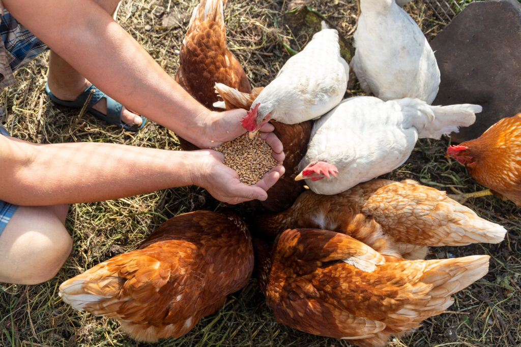 A person holds grain in their hands, feeding a group of brown and white chickens pecking at the food on the ground outdoors.