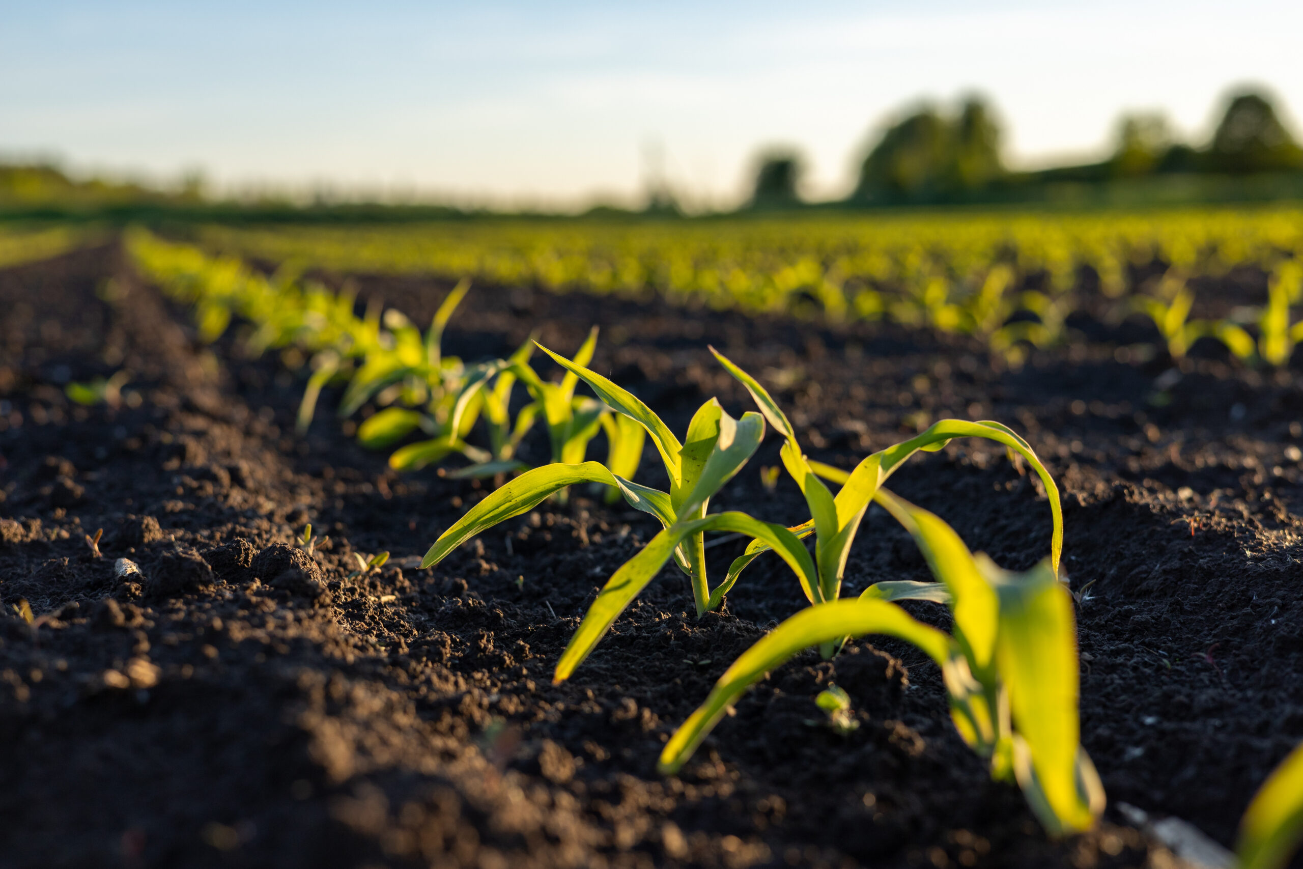Close-up of young green plants sprouting in neat rows from dark soil in a field, with a blurred background of more plants and trees under a bright sky.